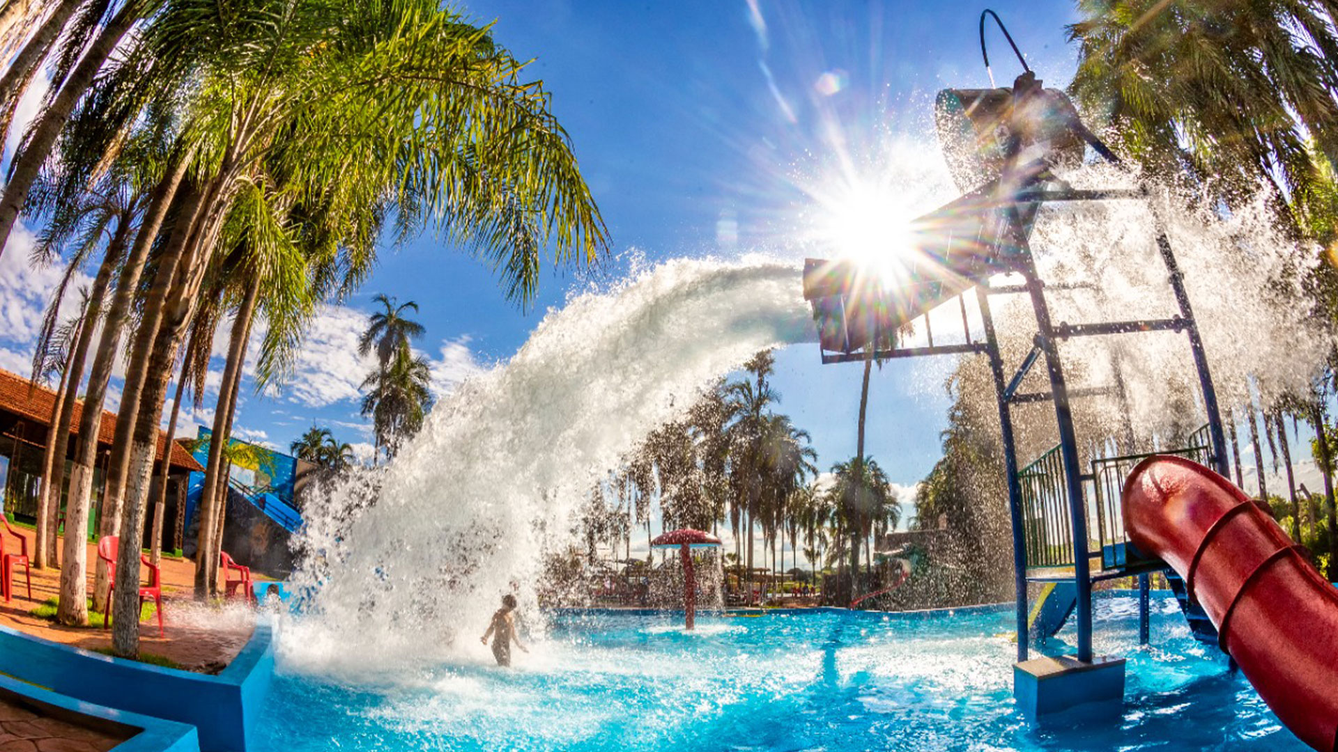 Coqueiros na piscina